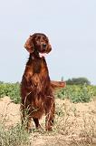 SETTER IRLANDAIS 005